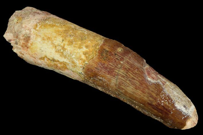 Partially Rooted Spinosaurus Tooth - Real Dinosaur Tooth #117655